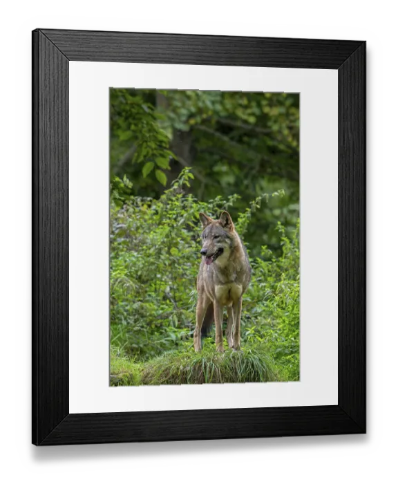 Framed Print : Eurasian wolf, European grey wolf (Canis lupus lupus) standing in thicket
