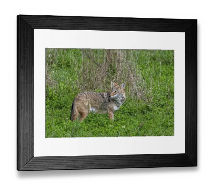 Framed Print : Coyote (Canis latrans) hunting in grassland