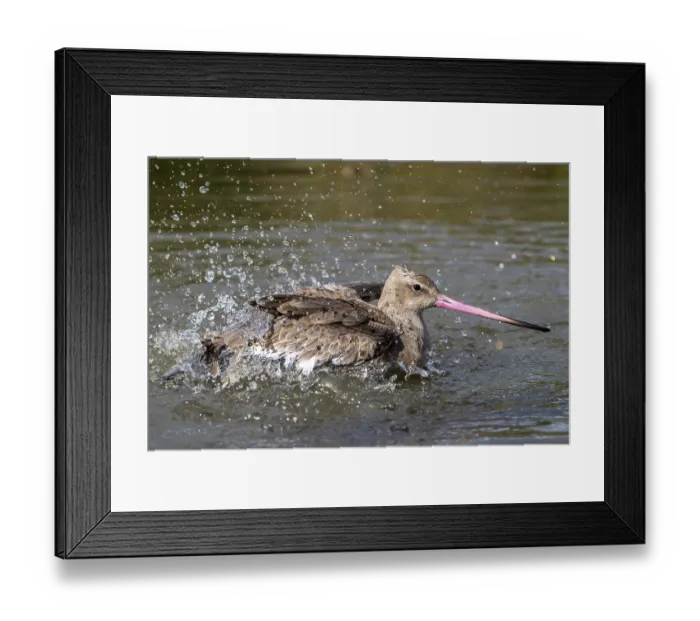 Framed Print : Black-tailed godwit (Limosa limosa) in non-breeding plumage bathing in water of pond Framed Print : Black-tailed godwit (Limosa limosa) in non-breeding plumage bathing in water of pond