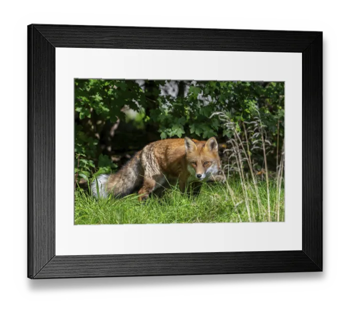 Framed Print : Hunting red fox (Vulpes vulpes) stalking prey in meadow