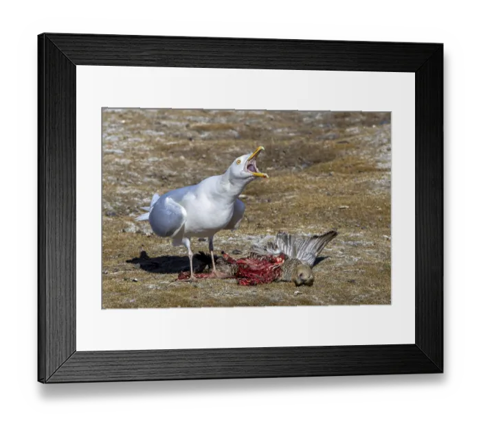Framed Print : Glaucous gull (Larus hyperboreus hyperboreus) adult in summer plumage scavenging on dead common eider duck in spring