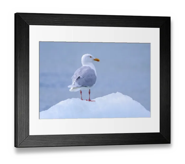 Framed Print : Glaucous gull (Larus hyperboreus hyperboreus) adult in summer plumage on pack ice in spring