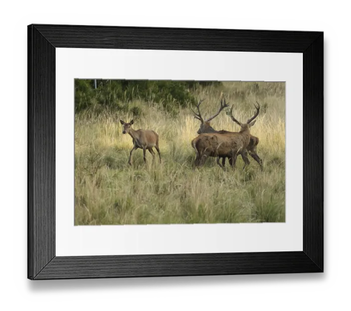 Framed Print : Red deer (Cervus elaphus) deer and female animal in evening light Framed Print : Red deer (Cervus elaphus) deer and female animal in evening light