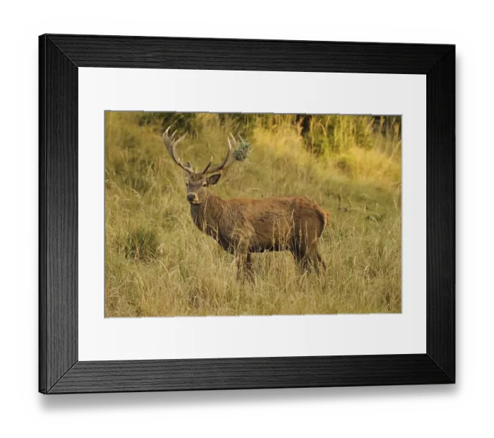 Framed Print : Red deer (Cervus elaphus) deer with wire mesh in left antler pole secures tall Framed Print : Red deer (Cervus elaphus) deer with wire mesh in left antler pole secures tall