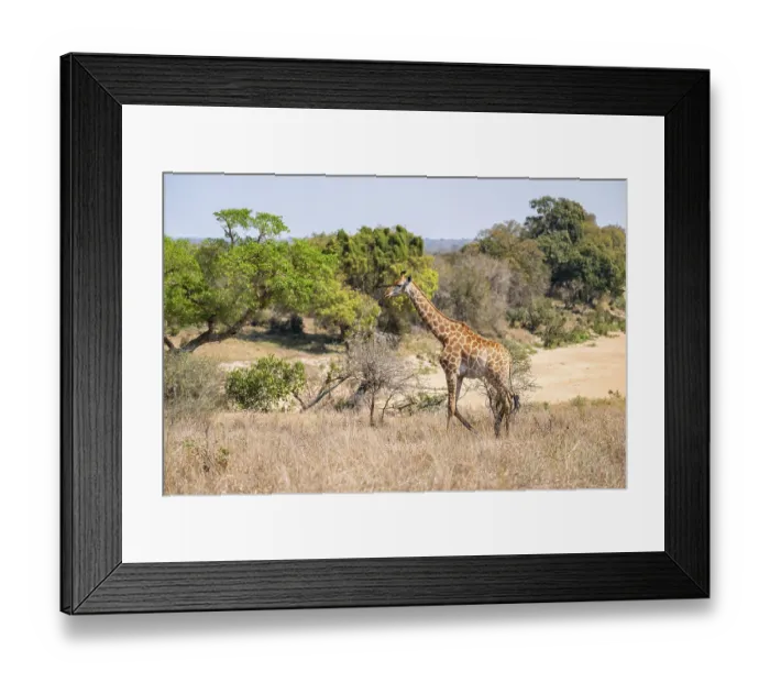Framed Print : Cape giraffe (Giraffa giraffa giraffa)