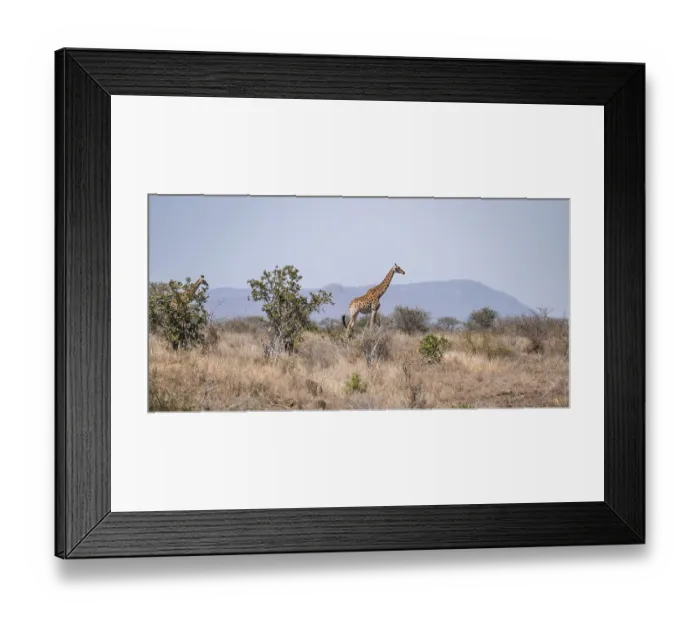 Framed Print : Cape giraffe (Giraffa giraffa giraffa)