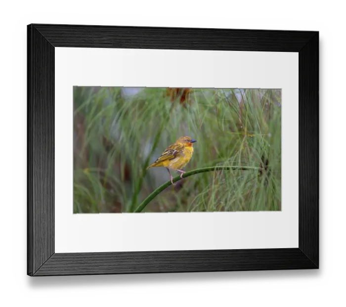 Framed Print : Reed weaver (Ploceus castanops)
