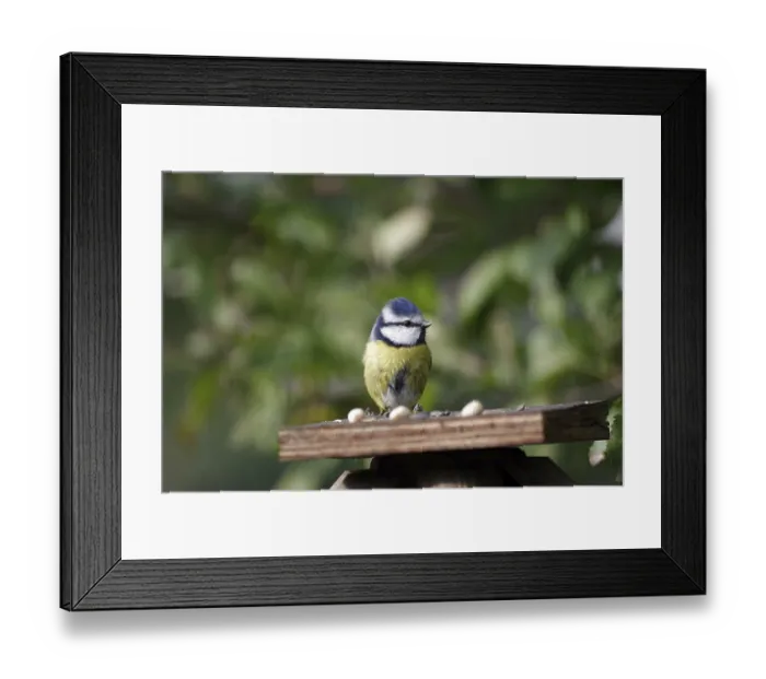Framed Print : Blue tit (Cyanistes caeruleus) Framed Print : Blue tit (Cyanistes caeruleus)