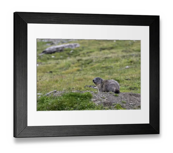 Framed Print : Groundhog, Hohe Tauern National Park