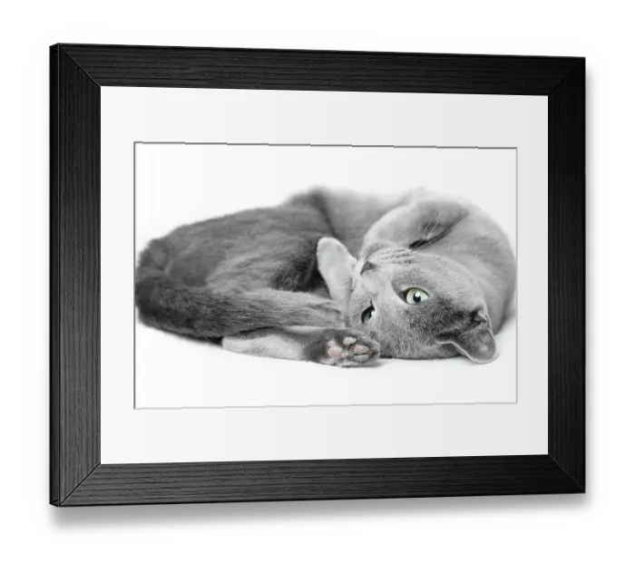 Framed Print : Russian blue cat laying and pampering on a white background