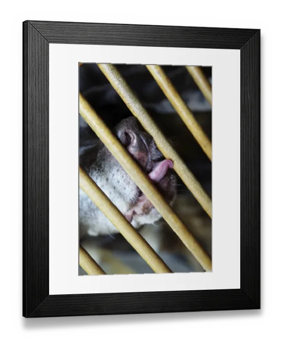 Framed Print : Close-up photo of the dog behind the cage