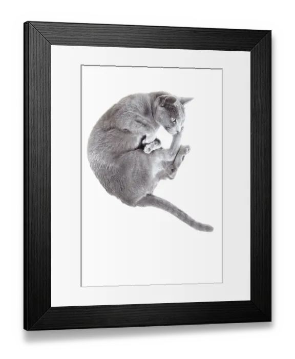 Framed Print : Gray cat laying on a white background Framed Print : Gray cat laying on a white background
