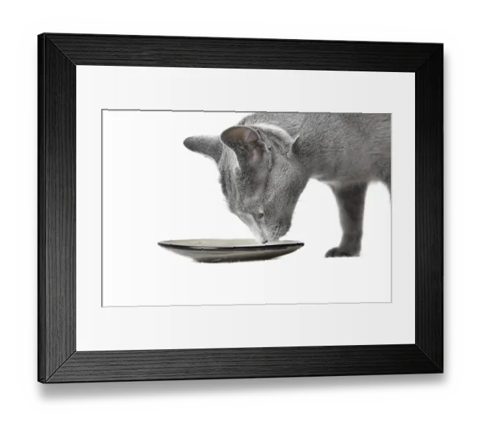 Framed Print : Cat eating milk on a white background Framed Print : Cat eating milk on a white background
