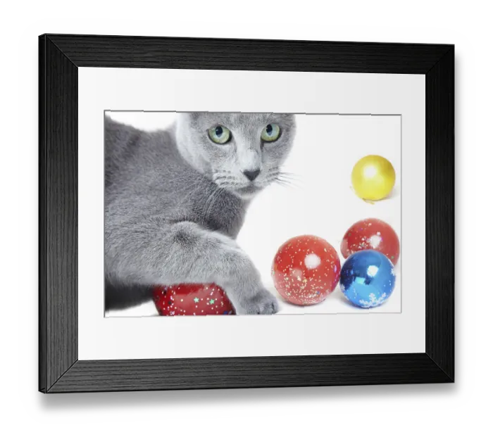 Framed Print : Close-up photo of the gray cat playing with Christmas toys on a white background