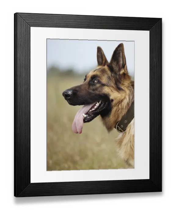 Framed Print : Sheep dog outdoors with collar. Vertical photo Framed Print : Sheep dog outdoors with collar. Vertical photo