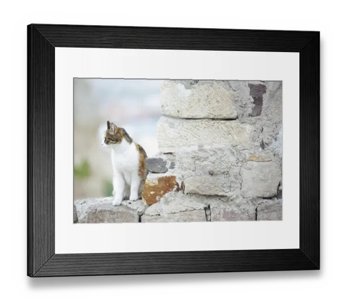Framed Print : Domestic cat in the village. Turkey
