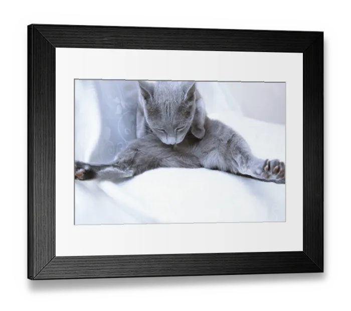 Framed Print : Blue cat making hygienic action at home