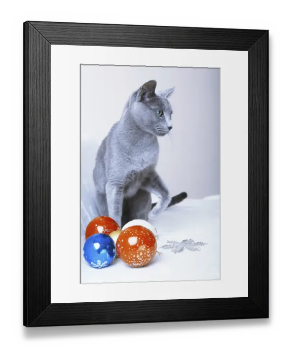 Framed Print : Cat sitting at the Christmas balls and decoration