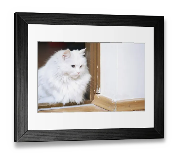 Framed Print : Fluffy white cat sitting on a floor