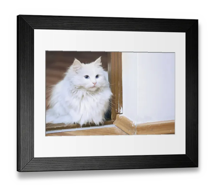Framed Print : Fluffy white cat sitting on a floor