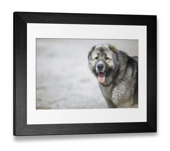 Framed Print : Central Asian Shepherd Dog Framed Print : Central Asian Shepherd Dog