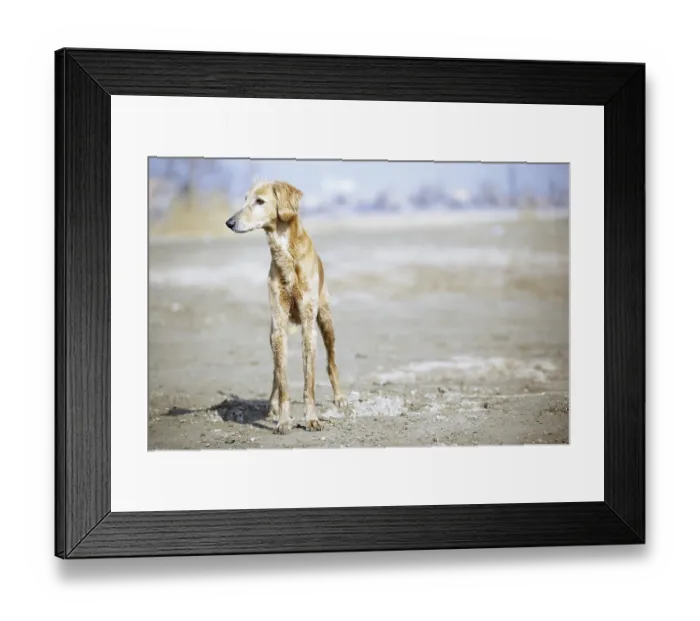 Framed Print : Tazy - Kazakh greyhound dog