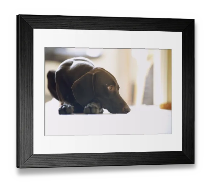 Framed Print : Young German short-haired pointer boring at home
