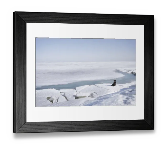 Framed Print : Black Labrador dog sitting in winter landscape
