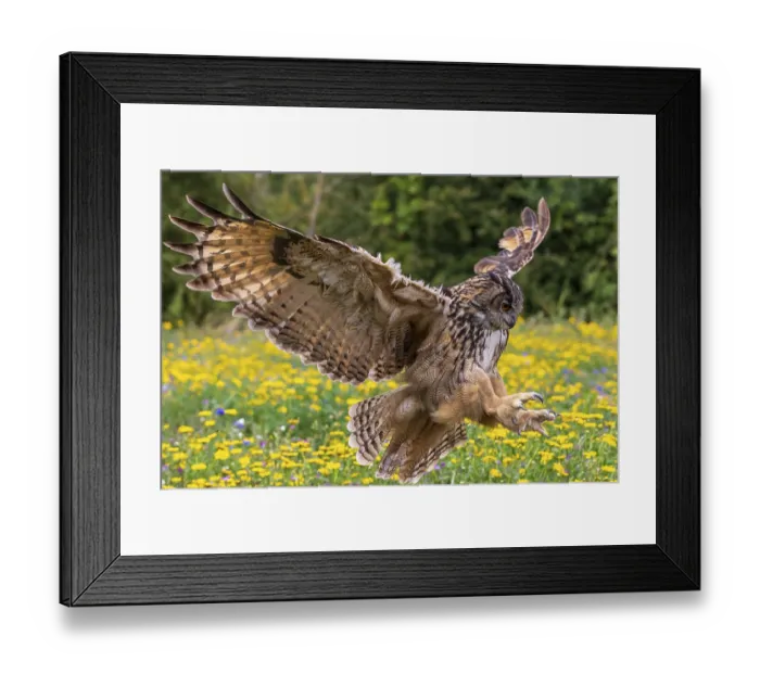 Framed Print : Owl, bird, nature, wildlife, eagle Framed Print : Owl, bird, nature, wildlife, eagle