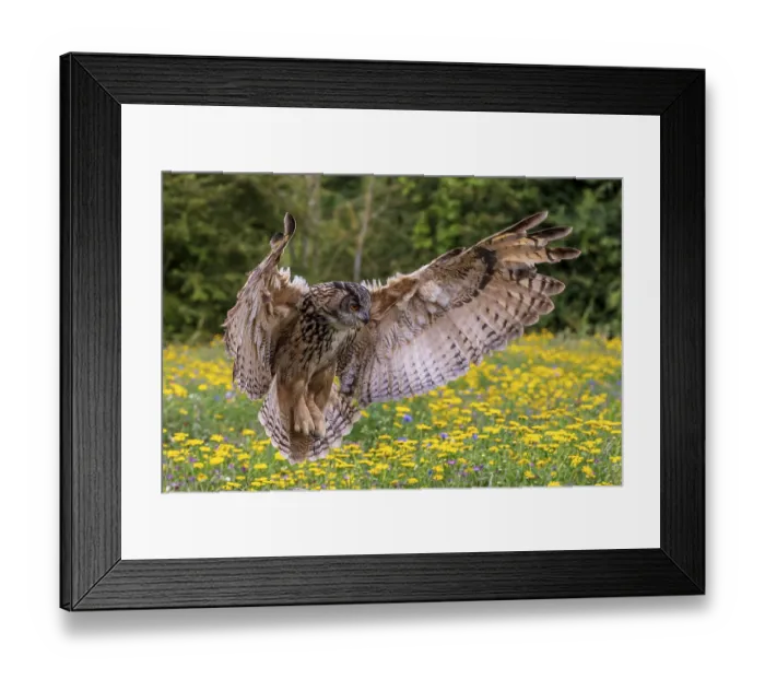 Framed Print : Owl, bird, nature, wildlife, eagle