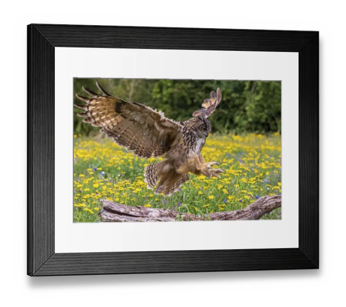 Framed Print : Owl, bird, nature, wildlife, eagle