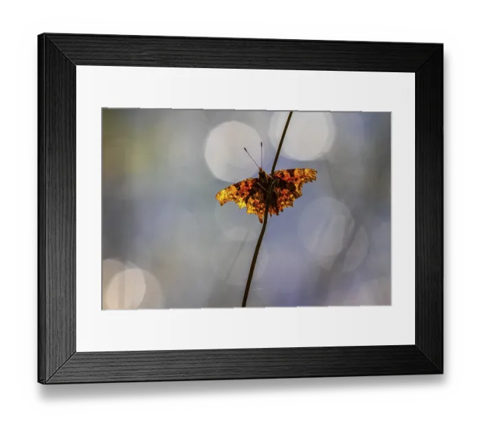 Framed Print : Comma (Polygonia c-album) perched on a grass stem