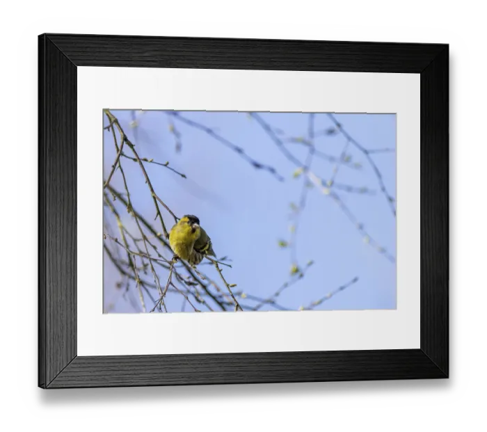 Framed Print : Siskin (Carduelis spinus) perched in a tree