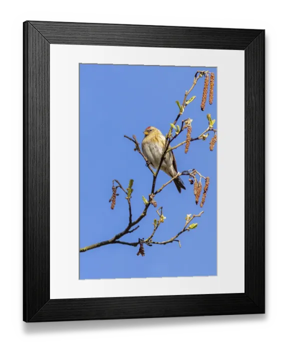 Framed Print : Redpoll (Acanthis flammea) perched in a tree