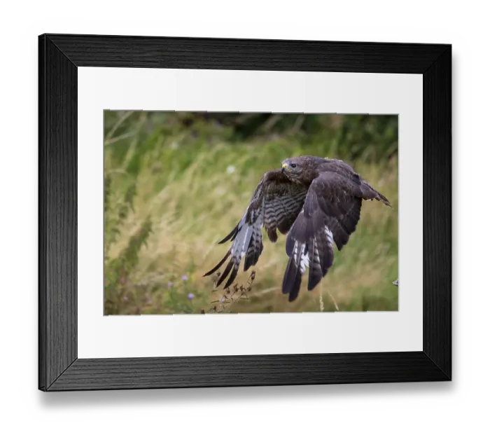 Framed Print : Common buzzard (Buteo buteo) in flight Framed Print : Common buzzard (Buteo buteo) in flight