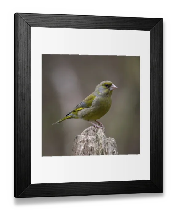 Framed Print : Greenfinch (Chloris chloris) perched on a trunk