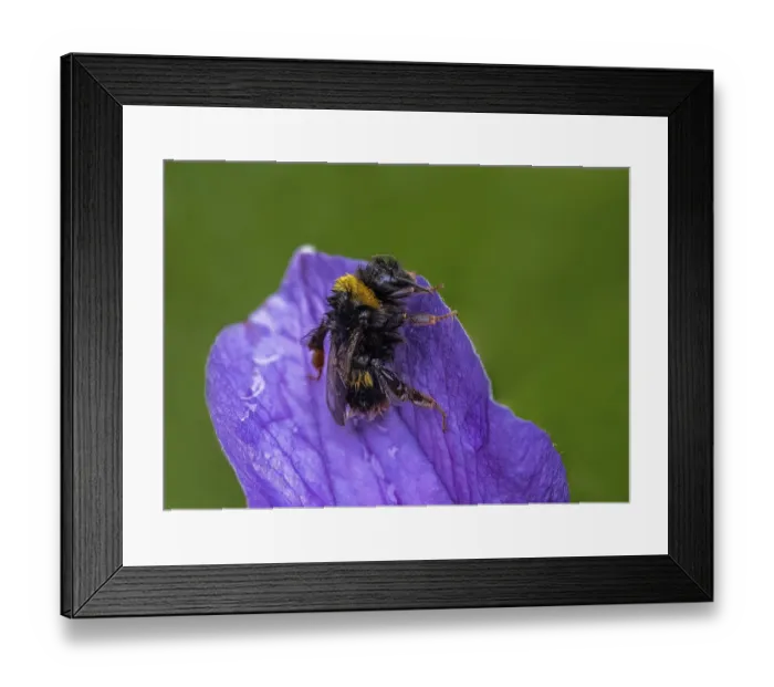 Framed Print : A wet Bee on a purple flower