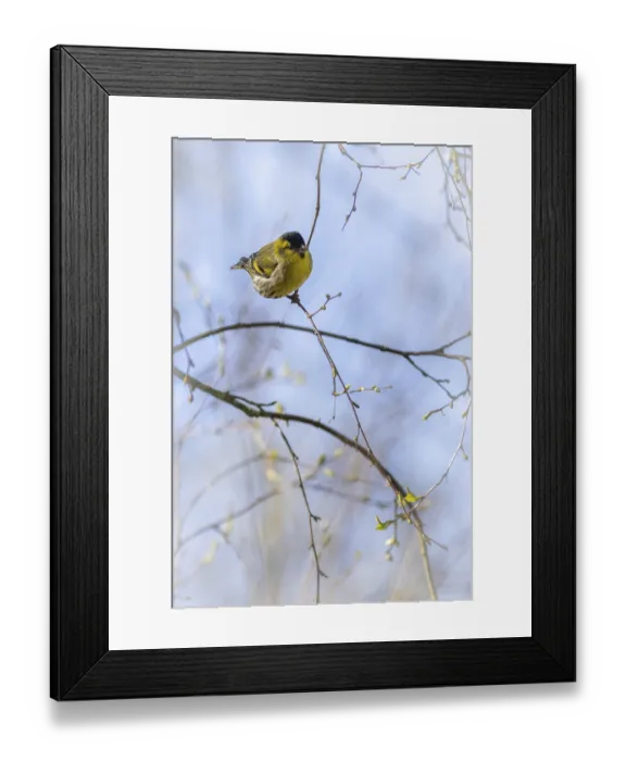 Framed Print : Siskin (Carduelis spinus) perched in a tree