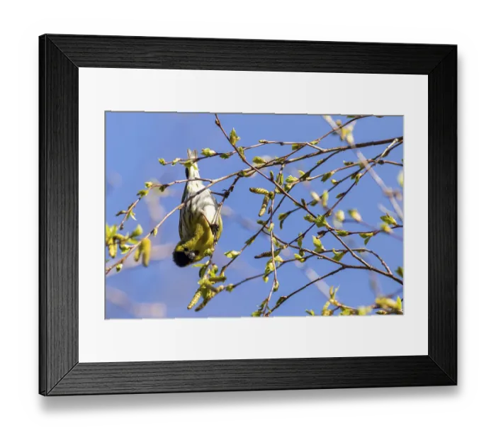 Framed Print : Siskin (Carduelis spinus) perched in a tree upside down