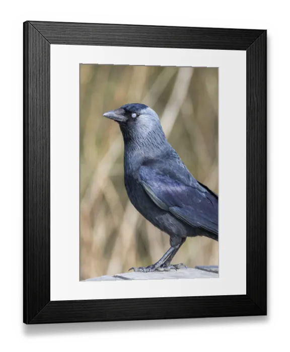 Framed Print : Jackdaw (Corvus monedula) showing closed nictitating membrane
