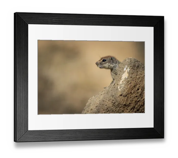 Framed Print : Barbary ground squirrel (Atlantoxerus getulus) in Fuerteventura Spain
