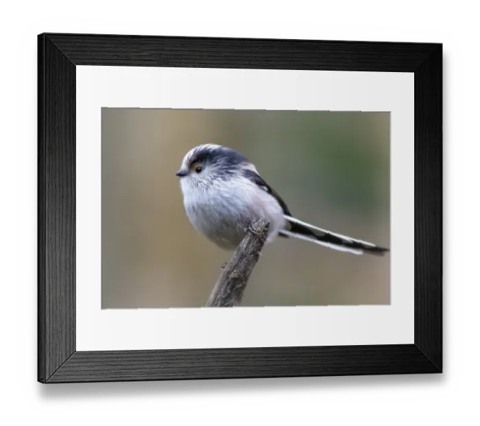 Framed Print : Long-tailed tit (Aegithalos caudatus) perched on a branch