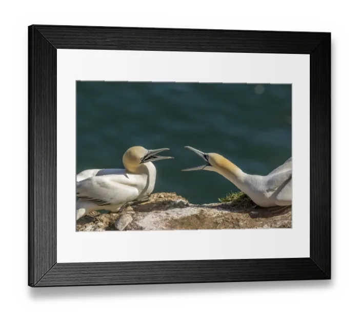 Framed Print : Northern gannet (Morus bassanus) on the cliff edge