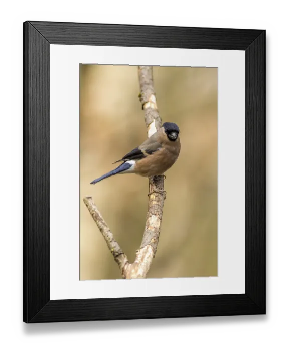 Framed Print : Bullfinch (Pyrrhula pyrrhula) perched on a branch