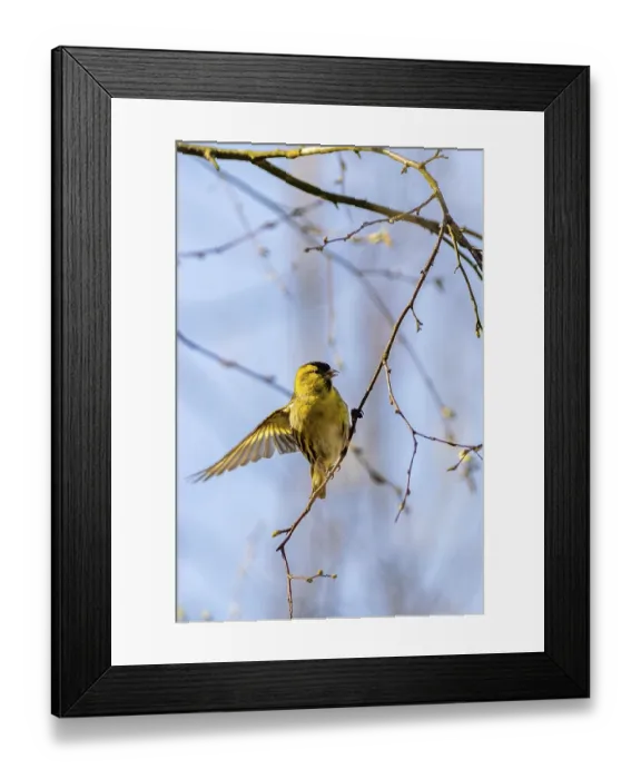 Framed Print : Siskin (Carduelis spinus) perched in a tree