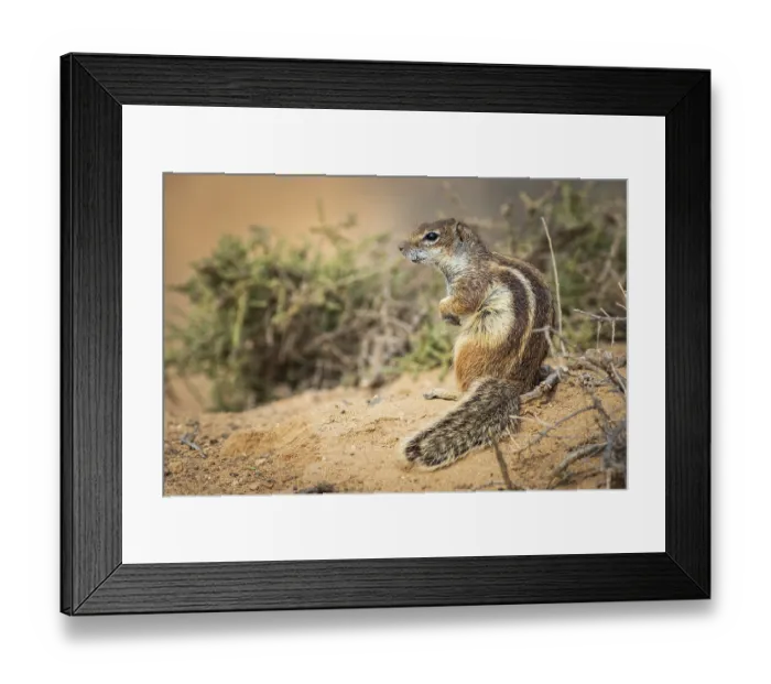 Framed Print : Barbary ground squirrel (Atlantoxerus getulus) in Fuerteventura Spain
