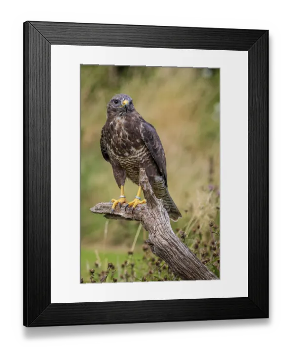 Framed Print : Common buzzard (Buteo buteo) perched