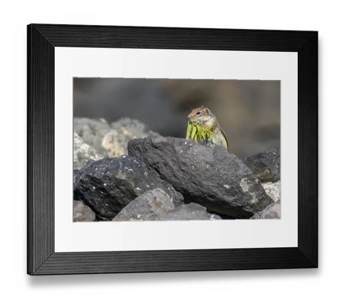 Framed Print : Barbary ground squirrel (Atlantoxerus getulus) in Fuerteventura Spain