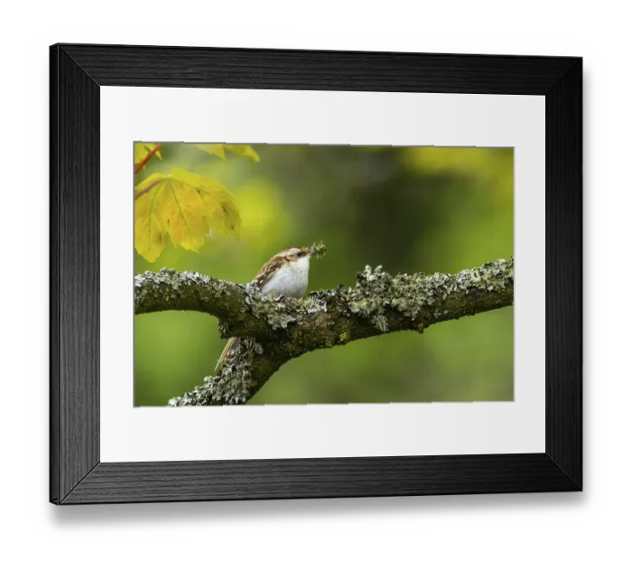 Framed Print : Treecreeper (Certhia familiaris) perched on a tree Framed Print : Treecreeper (Certhia familiaris) perched on a tree