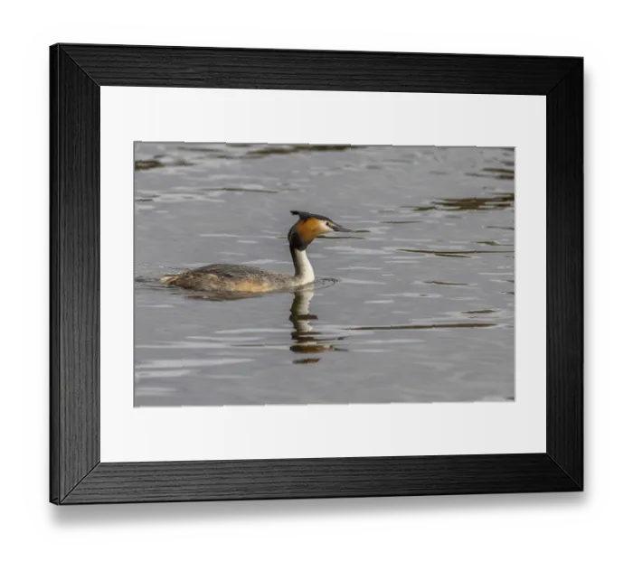 Framed Print : Great crested grebe (Podiceps cristatus) on the water Framed Print : Great crested grebe (Podiceps cristatus) on the water